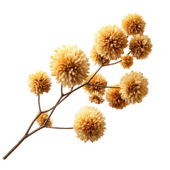 Obraz premium Dried flower branch with fluffy pom-poms