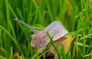 Snail gracefully exploring lush green grass in the tranquil afternoon light of a serene garden