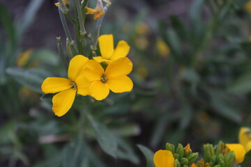Erysimum cheiri yellow