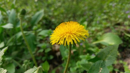 Bright yellow dandelion blooming amidst lush green foliage in a sunlit meadow during springtime exploration