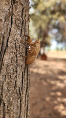 A cicada's shed exoskeleton is visible on a tree in August.