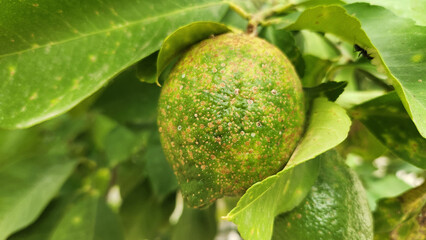 Citrus scab on a growing lemon fruit. This disease is caused by Elsinoe fawcetti, disfigures fruit...