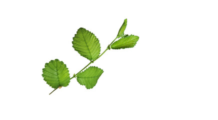 Fresh green leaves of a field elm (Ulmus minor) in summertime isolated on white background