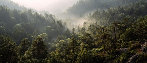 Misty forest sunrise aerial view
