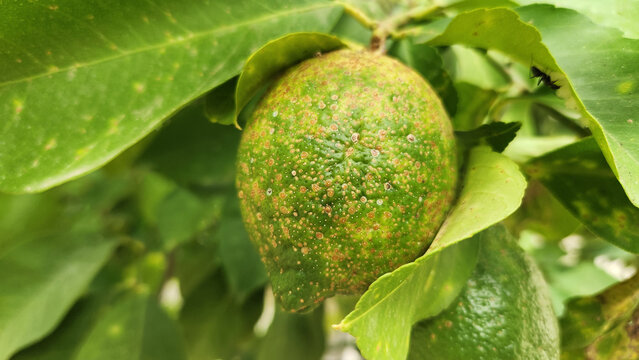 Citrus scab on a growing lemon fruit. This disease is caused by Elsinoe fawcetti, disfigures fruit and leaves, impacting citrus quality and marketability