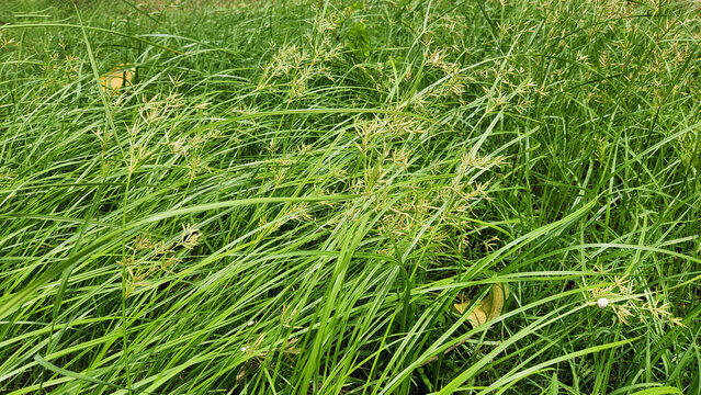 Blooming yellow nutsedge (Cyperus esculentus) is a common, invasive weed identifiable by its distinctive yellow-brown flower clusters. It thrives in moist soil, quickly spreading and competing 