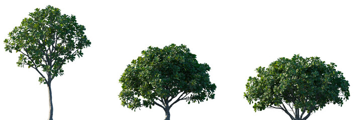 Set of Ficus lyrata (commonly known as the fiddle-leaf fig, banjo fig, fiddle-leaved fig tree, lyre leaf fig tree) isolated png in sunny daylight on a transparent background perfectly cutout