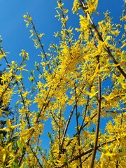 yellow autumn leaves