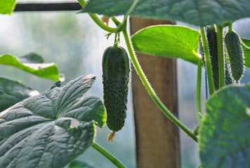 fresh young cucumber in a garden bed in a greenhouse
