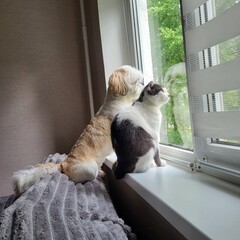 cat and dog