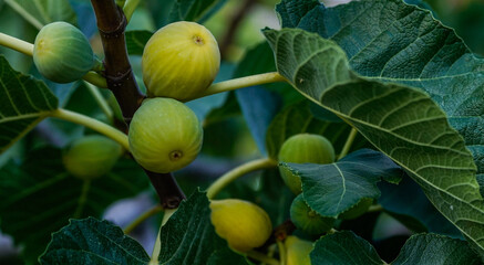 Ripe figs on a branch. Eye-level close-up of several unripe green-yellow figs growing on a fig tree branch.