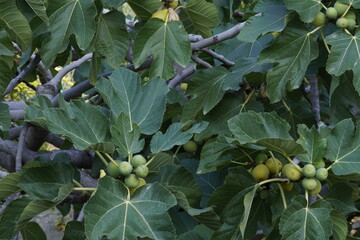 Ripe figs on a branch. Eye-level close-up of several unripe green-yellow figs growing on a fig tree branch.