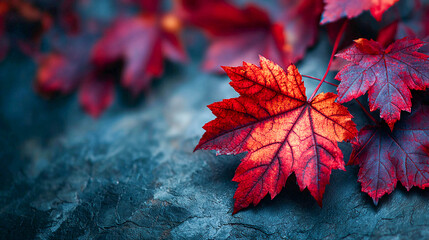 The autumn theme with red maple leaves on a dark background creates a striking image when there is enough space for copying