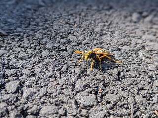 Wasps traverse the rocky ground under a warm sun in a vibrant, bustling ecosystem during bright afternoon hours