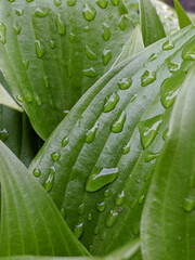 Morning dew glistens on lush green leaves in a tranquil garden setting