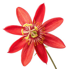 3d vibrant red passion flower bloom