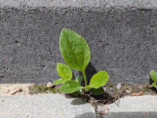 Resilient plant thriving in urban concrete during bright midday sun