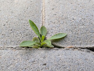 Resilient green sprout thrives amidst cracks in urban pavement under late afternoon sunlight