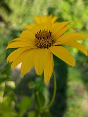 Bright yellow flower basking in sunlight amidst lush greenery in a serene garden setting