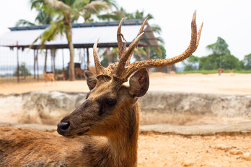 Close-up of a deer's face, showcasing its attentive gaze.
