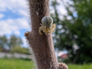 Small spider crawls along a fuzzy stem under a bright sky in a peaceful garden setting