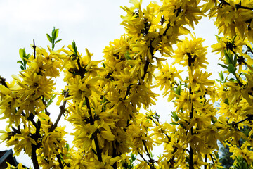 Golden Forsythia Blooms Announcing Spring Renewal