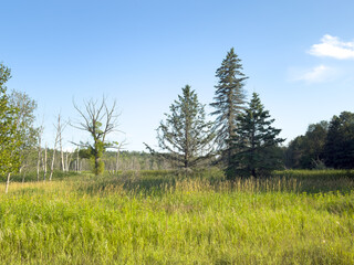 a marshy landscape with trees and sky