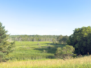 A marshland landscape with trees