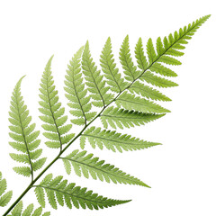 3d realistic fern frond on black background