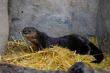 Obraz premium A brown otter rests on a bed of yellow straw inside a rocky zoo enclosure. The curious small mammal looks toward the camera, showing its natural behavior and adorable appearance in captivity.