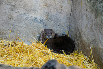 A small dark otter is curled up in a cozy bed of straw, resting against a textured stone wall. The...