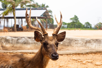 Close-up of a deer's head, showcasing intricate details of its antlers and attentive expression.