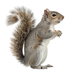 3d realistic eastern gray squirrel on black background
