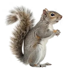 Wanddecoratie Eekhoorn 3d realistic eastern gray squirrel   © Meherunnahar