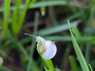 Delicate snail climbs a blade of grass under the midday sun in a vibrant green landscape