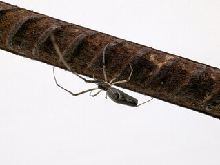 Intricate web of nature captured in a close-up of a spider exploring a rusty metal rod in a...