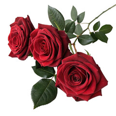 3d realistic red roses with green leaves