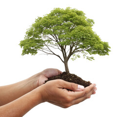 3d lush green tree growing in hands