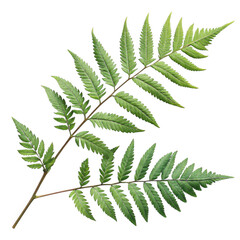 3d realistic fern leaves on black background