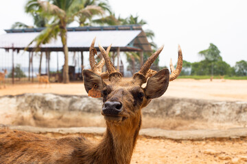 Close-up of a deer's head, highlighting the intricate structure of its antlers and the texture of...