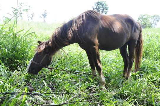 Cavalo no campo