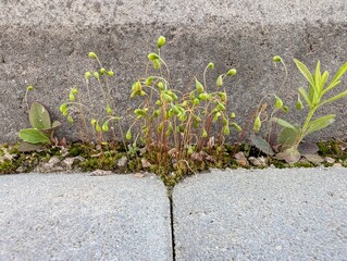 Nature's resilience shines as delicate green sprouts emerge from cracks in the pavement during a sunny spring afternoon