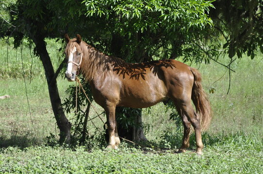 Cavalo no campo