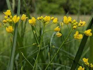 Vibrant wildflowers bloom serenely in a lush green meadow under the gentle embrace of sunlight during a warm spring afternoon