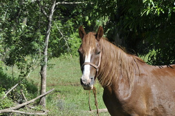 Cavalo no campo