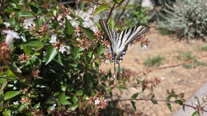 Scarce swallowtail butterfly on blossoming garden shrub - nature and wildlife photography. Iphiclides podalirius, sail swallowtail or pear-tree swallowtail