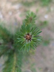 Exploring the intricate beauty of a young evergreen's growth in a sunlit forest setting