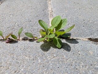 Green plants thriving between gray pavement stones under bright sunlight in a serene outdoor setting