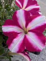 Vibrant pink and white petunia flowers blooming in a sunny garden setting during early summer