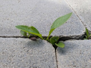 Resilience captured through green sprout emerging from cracked pavement under bright daylight in an urban setting